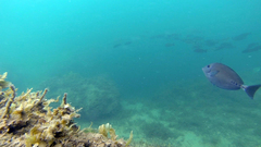 Prionurus microlepidotus