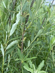 Salix nipponica