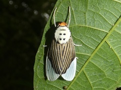 Ischnognatha