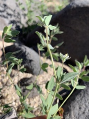 Acmispon americanus americanus