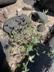 Acmispon americanus americanus