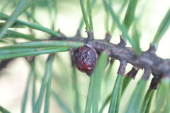 Toumeyella parvicornis