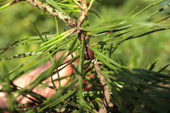 Toumeyella parvicornis