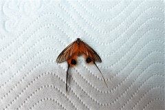 Himantopterus