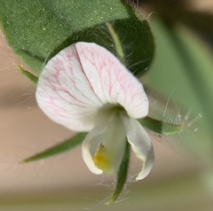 Acmispon americanus americanus