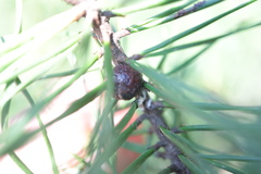 Toumeyella parvicornis