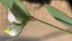 Acmispon americanus americanus