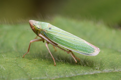 Draeculacephala crassicornis