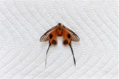 Himantopterus