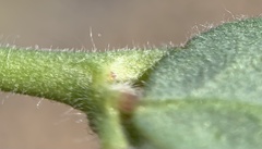 Acmispon americanus americanus