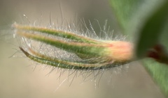 Acmispon americanus americanus