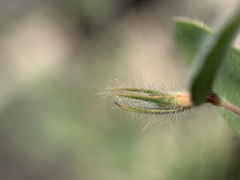 Acmispon americanus americanus