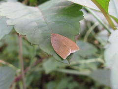 Scythropiodes malivora