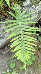Polypodiodes amoena