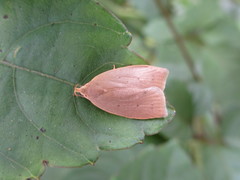 Scythropiodes malivora