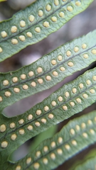 Polypodiodes amoena