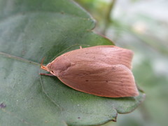 Scythropiodes malivora