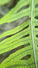 Polypodiodes amoena
