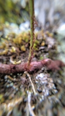 Polypodiodes amoena