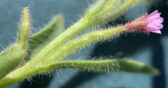 Epilobium campestre