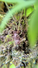 Polypodiodes amoena