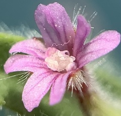 Epilobium campestre