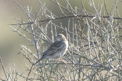 Carbonated Sierra Finch (Rhopospina carbonaria), photo 5