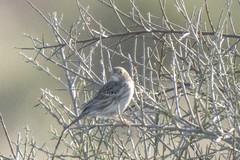 Rhopospina carbonaria