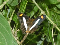 Adelpha iphiclus