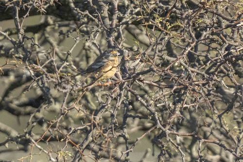 Cinnamon Warbling Finch (Poospiza ornata), photo 9