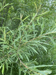 Salix miyabeana