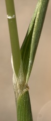 Alopecurus carolinianus