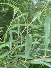 Salix miyabeana