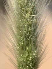 Alopecurus carolinianus