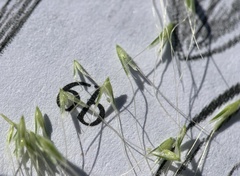 Alopecurus carolinianus