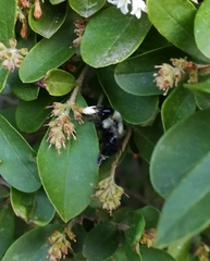 Bombus impatiens