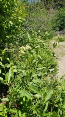 Koenigia phytolaccifolia