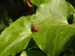 Eristalinus quinquestriatus