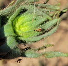 Tupiocoris californicus