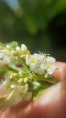 Koenigia phytolaccifolia