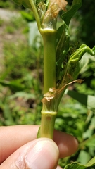 Koenigia phytolaccifolia