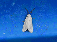 Pygarctia abdominalis