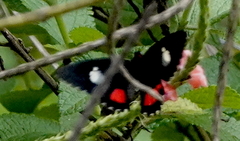 Parides iphidamas