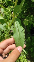 Koenigia phytolaccifolia