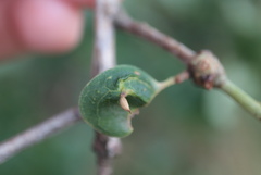 Andricus chinquapin