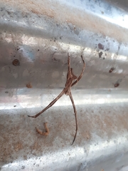 Deinopis diabolica