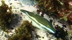Canthigaster callisterna