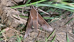 Rhagastis mongoliana