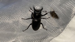 Dorcus rectus