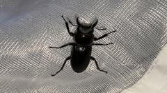 Dorcus rectus